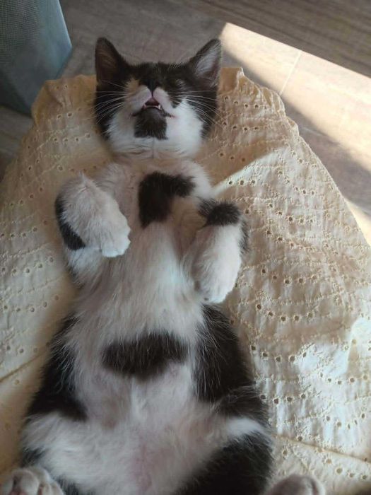 Котенце- момиченце на 3 месеца търси дом