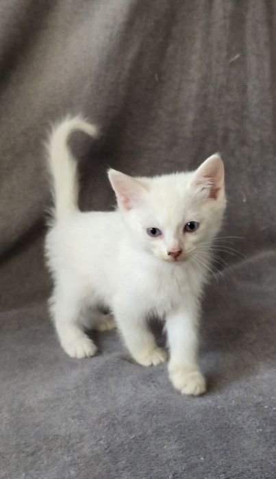 Отдам котят в добрые руки!