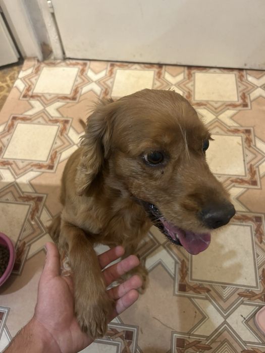 Разходки на кучета и посещения в домовете