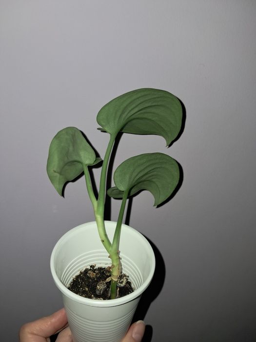 Сциндапсус серебристый