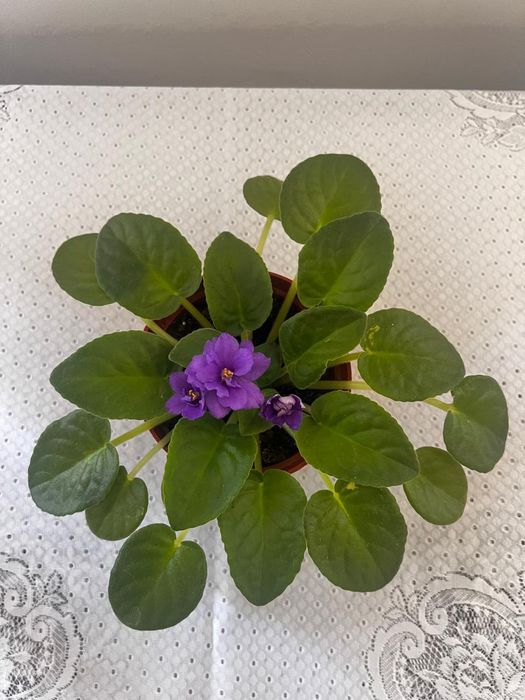 Фиалка цвета сирени