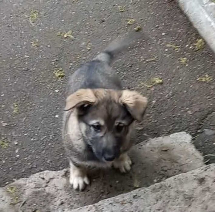 Кутята  ищут дом