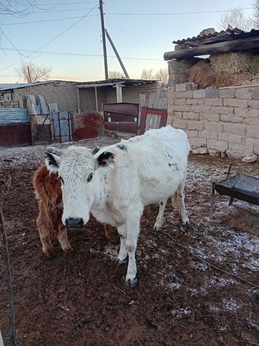 Сиыр сатылады бұзауымен