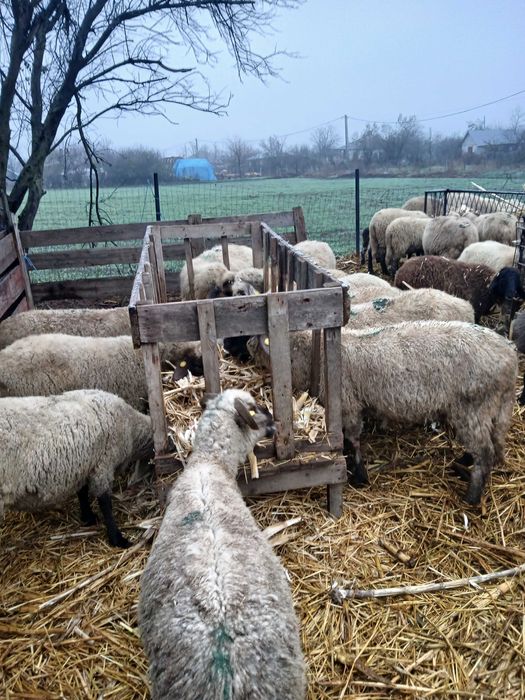 Oi gestante de vanzare