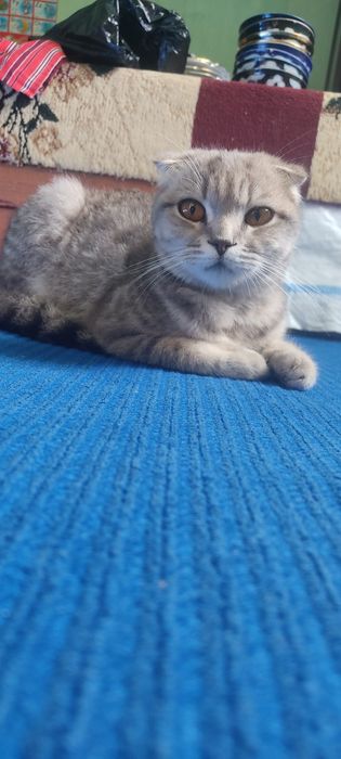 Скоттиш фолд сотилади