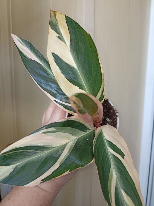 Комнатные растения