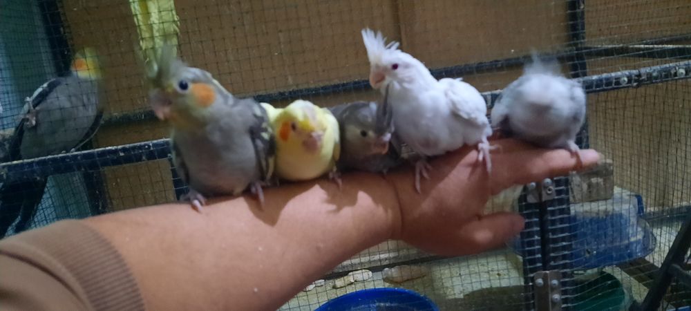 Тотықустар және клеткалар сатылымда