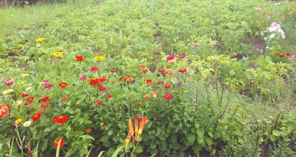 Продам Дачу СО Пригородное