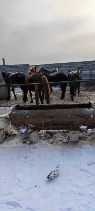 Лошади Согым с откорма большой выбор