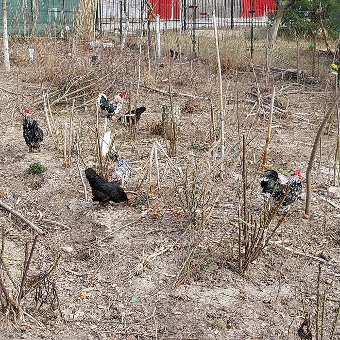 Găini americane și gâște Toulouse