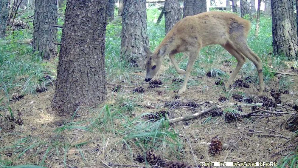 Фотокапан Suntek HC-801G