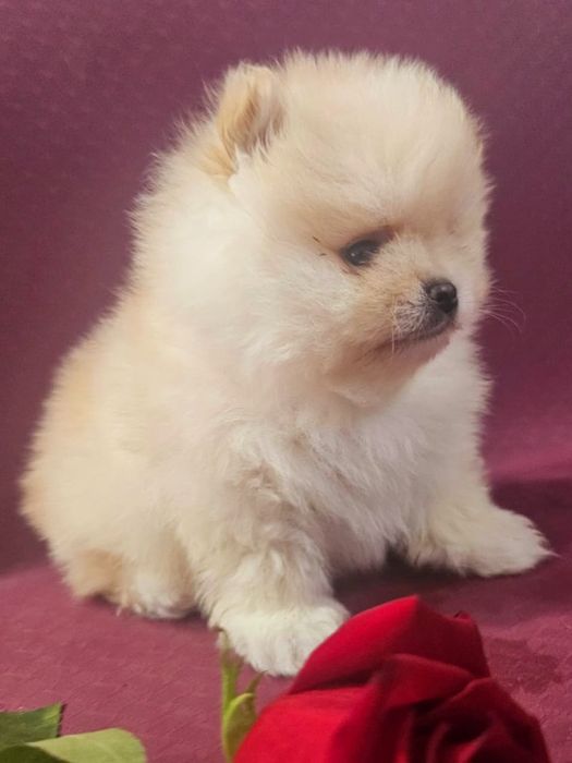 Очаровательные щенки шпица.