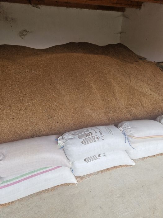 Vând cereale (grâu, ovăz, soia)