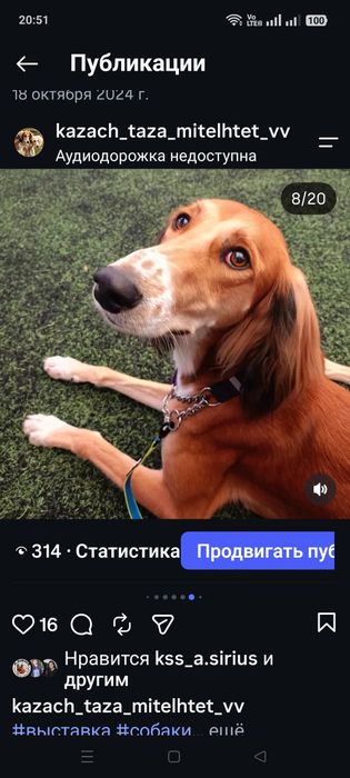 Казахский тазы казахская борзая