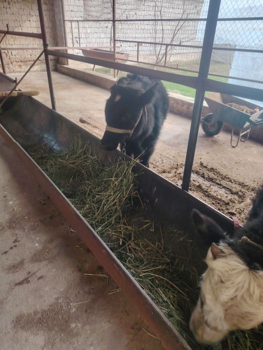 Ассалаумағалайкум 2 бас еркек бузау сатылады жагдаиы жаксы таза мал