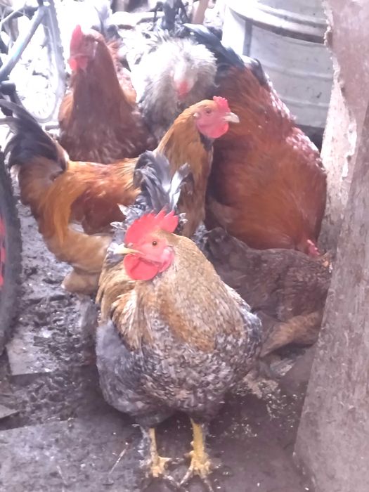 Млади домашни петли