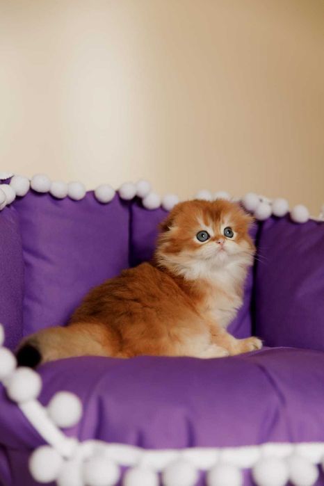 Шотландские Золотые Котята
