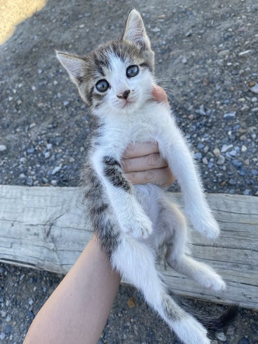 котенки бесплатно