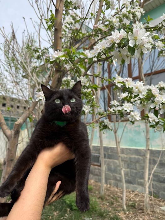 Отдам стерилизованную кошку