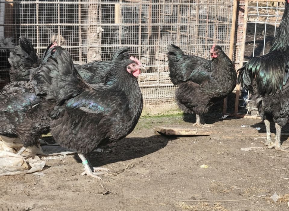 Jersey giant - familii