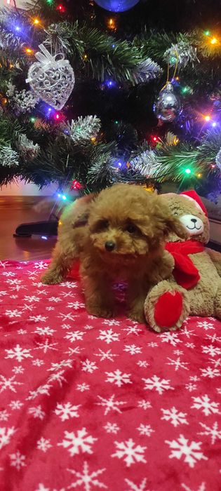 pudel caniche rosu