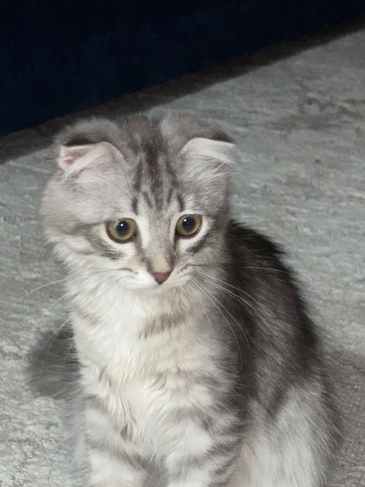 Кошка животные))