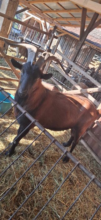 Țap de vânzare!Alpin francez!