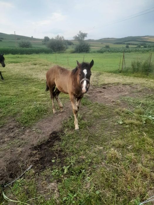 Vând sau schimb mânz de 3 luni
