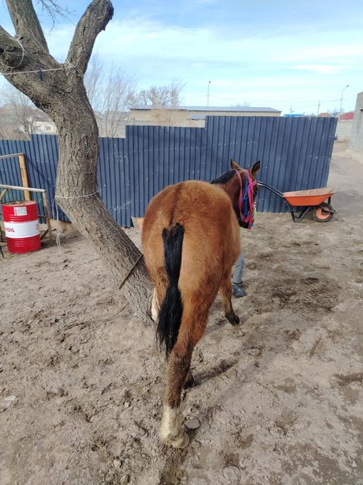 Тайлар сатылады, 1 ұрғашы, 2 еркек