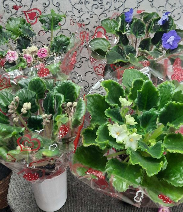 Продам цветущие фиалки