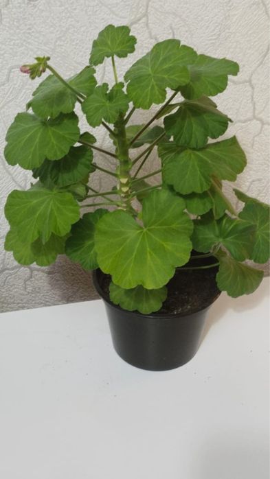 Продам комнатные цветы