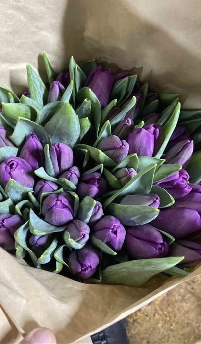 Тюльпаны оптом Алматы !