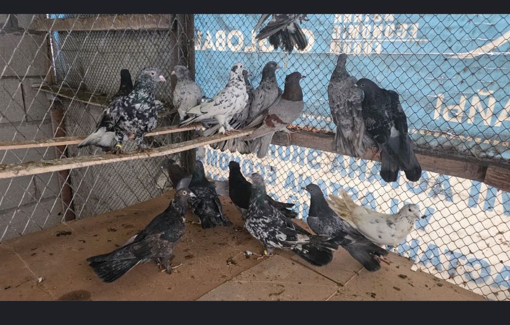 Продам летних голубей