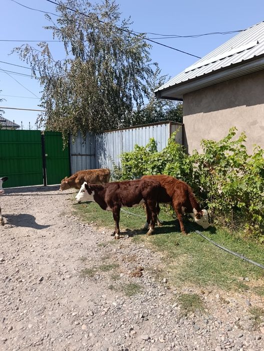 Продаются бычки и тёлочки