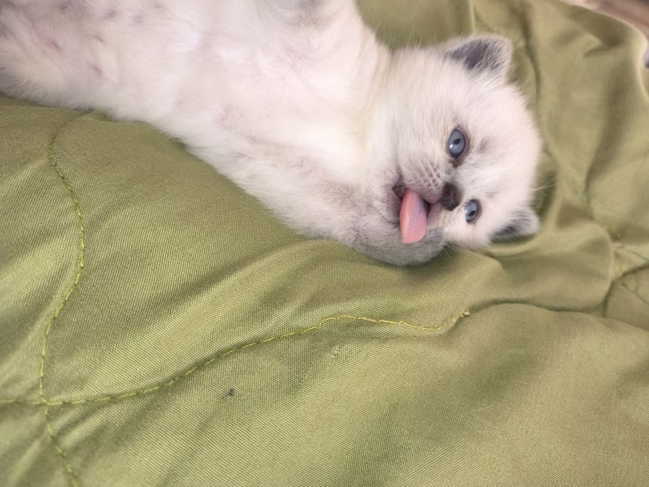 Малко късокосместо котенце