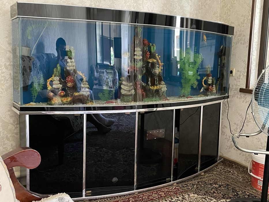 baliq akvarum 600litr polka ikta filtr oynchoq haykalari baliqlarigach