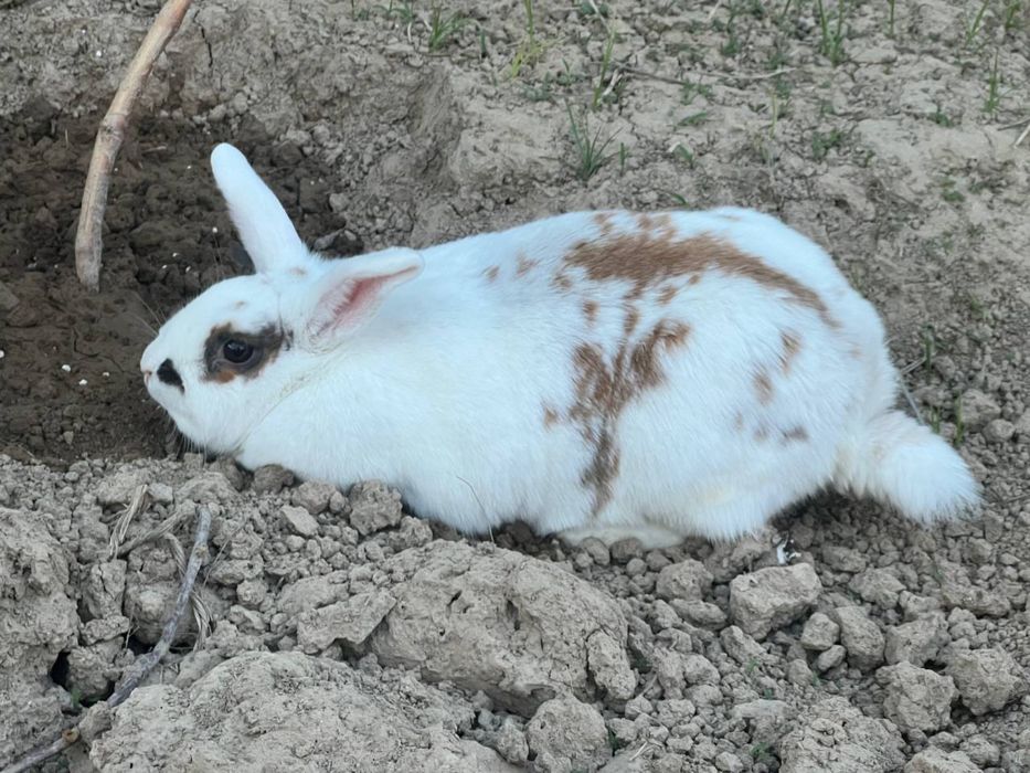 Карликовый,Декоративный кролик,самка