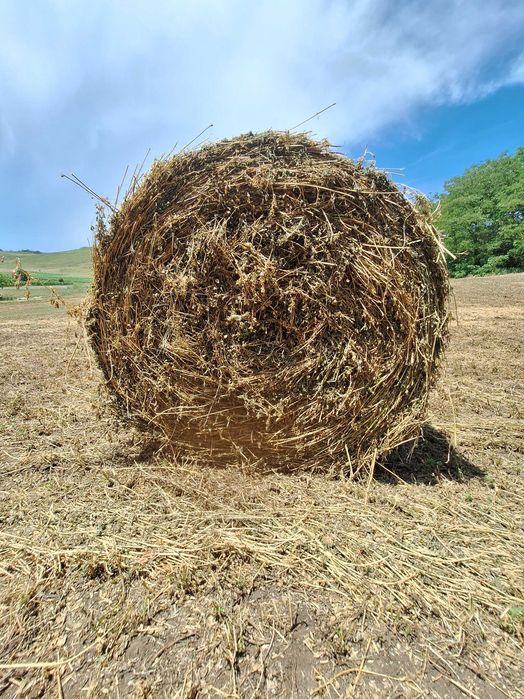 Vând Baloți Lucernă