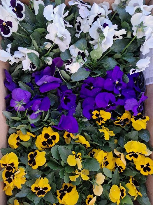 Цветни теменужки