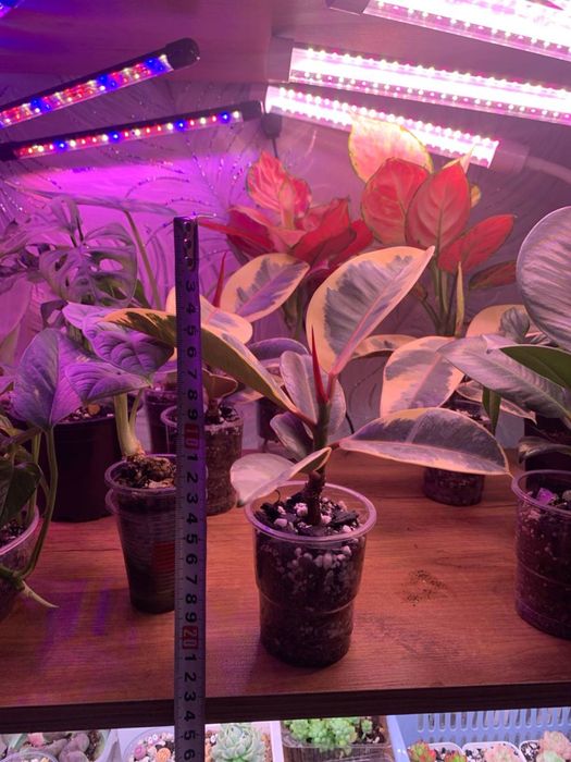 Фикус каучуканосный эластика