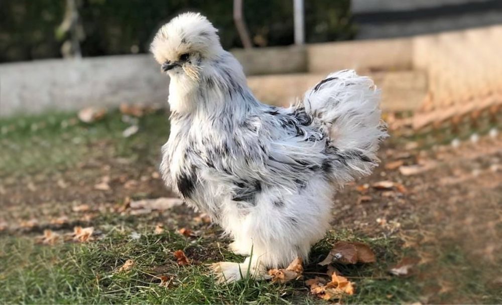 Разплодени яйца от Копринки