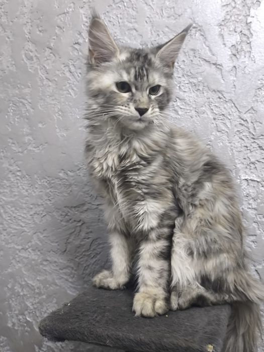 Мейнкун котятки.Милые девочки.