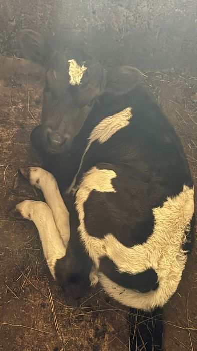 Бұзаулы сиыр сатылады тез арада!!!