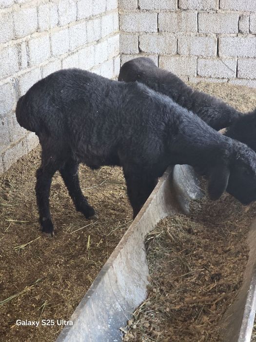 Quzi quchqorlar sotiladi