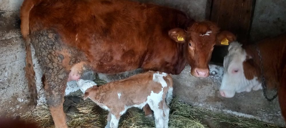 Vaca Limousine metis la prima fatare