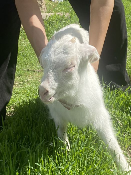 ешкі лағымен бірге