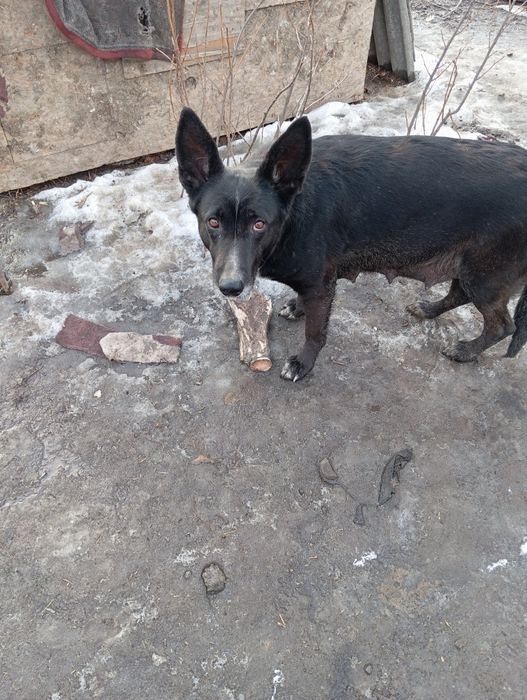 Продам щенков  немецкой породы