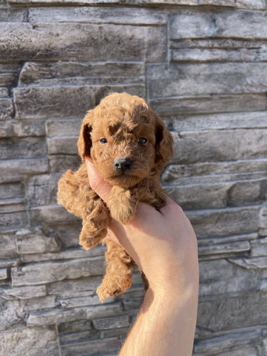 Той Пудрлчета ‘Мини