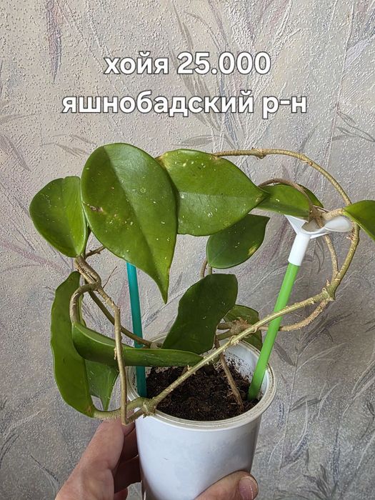 Продаю комнатные цветы