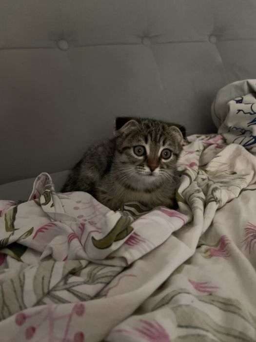 Котик мальчик ждет вас